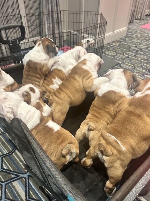 Puppy yoga session held during the conference